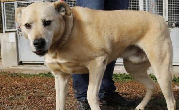 Oscar, en el patio del centro de rescate. Muy cariñoso y listo, quizá por eso no tiene nombre de perro. La soledad se ha apoderado de él cuando Fausto, su compañero de toda la vida, fue adoptado. 