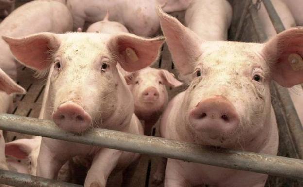 Vecinos de Cerecinos de Campos inician una recogida de firmas contra una macrogranja de porcino
