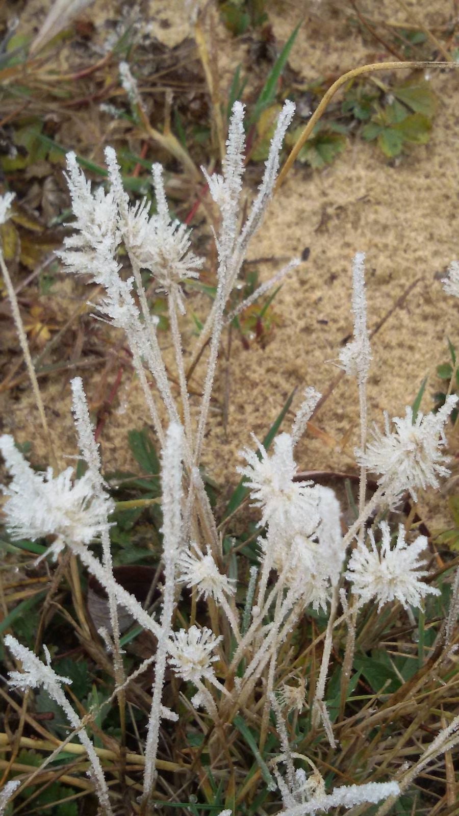 Niebla en Aguilar de Campoo