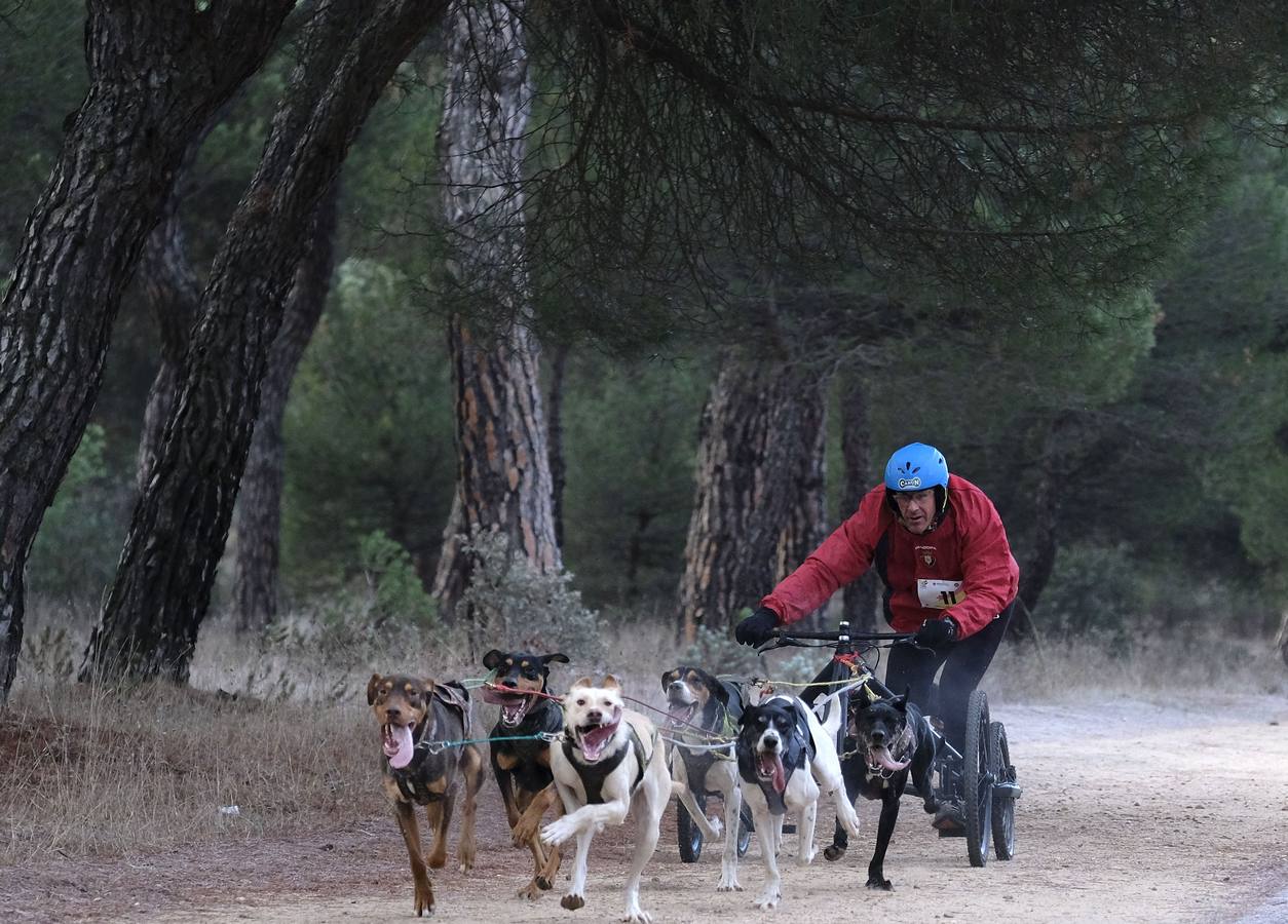 Campeonato de España de Mushing en Valladolid