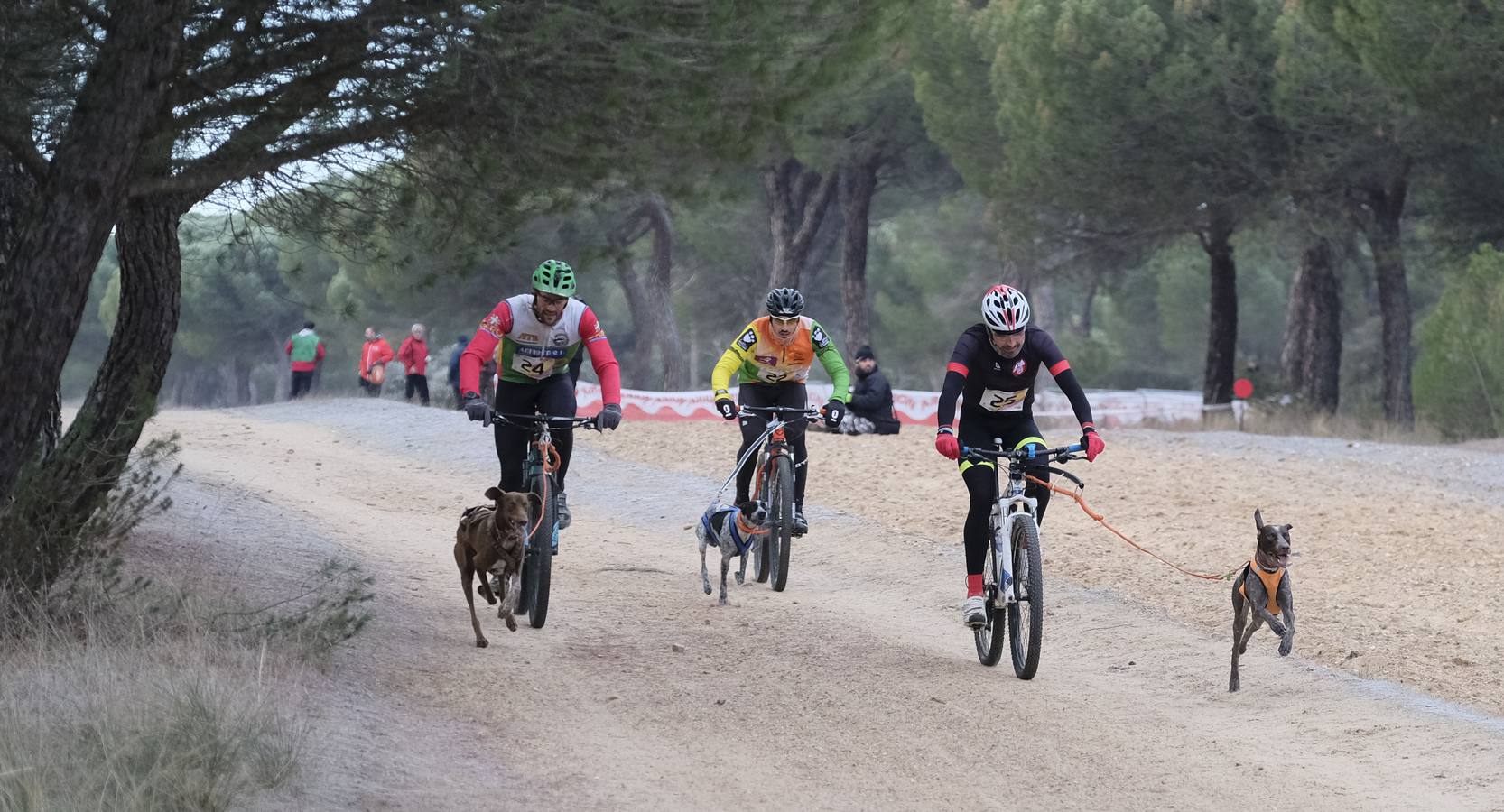 Campeonato de España de Mushing en Valladolid