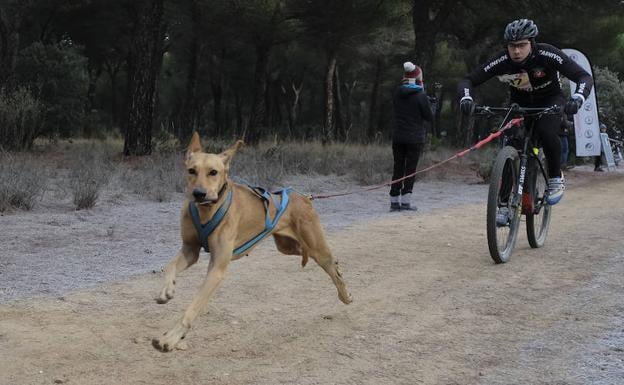 Enrique Viatela Llopis, participante en bikejoring, durante la competición 