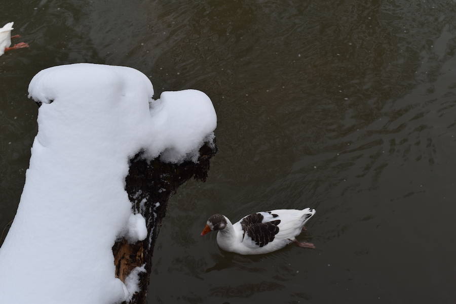 Nieve en Aguilar de Campoo