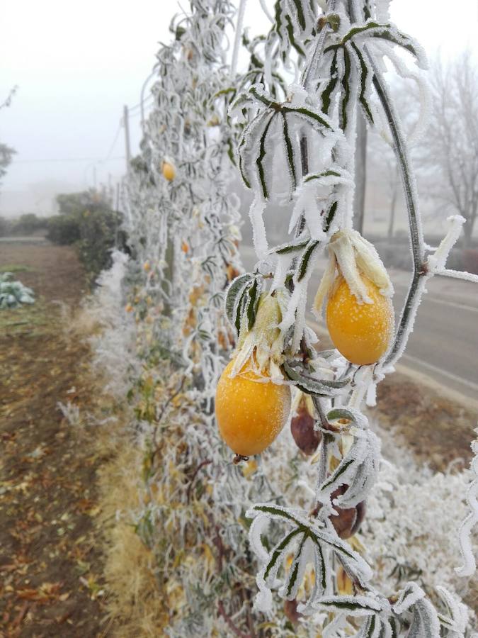 Camino Sancho González, en Geria. Fruto de la pasiflora.