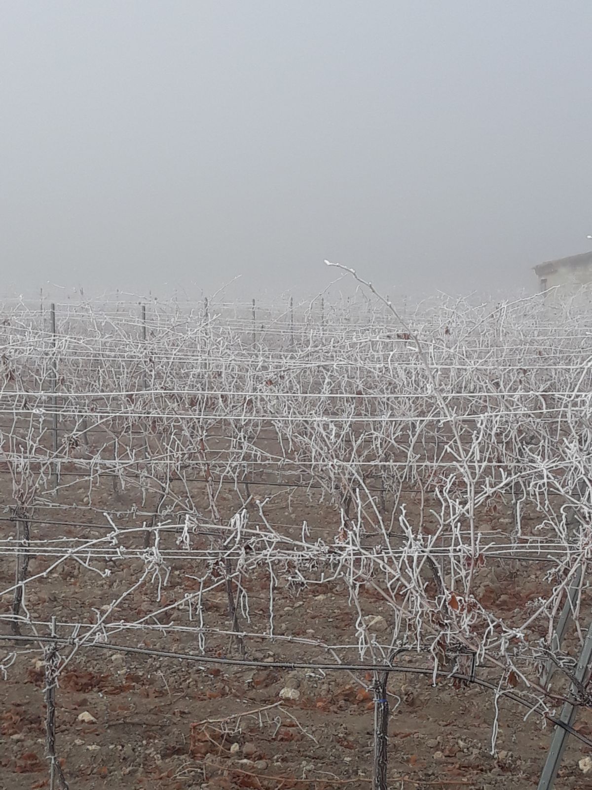 Viñedos en Padilla de Duero.