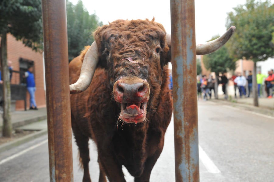 Pollos acoge el último encierro de la temporada en la provincia de Valladolid