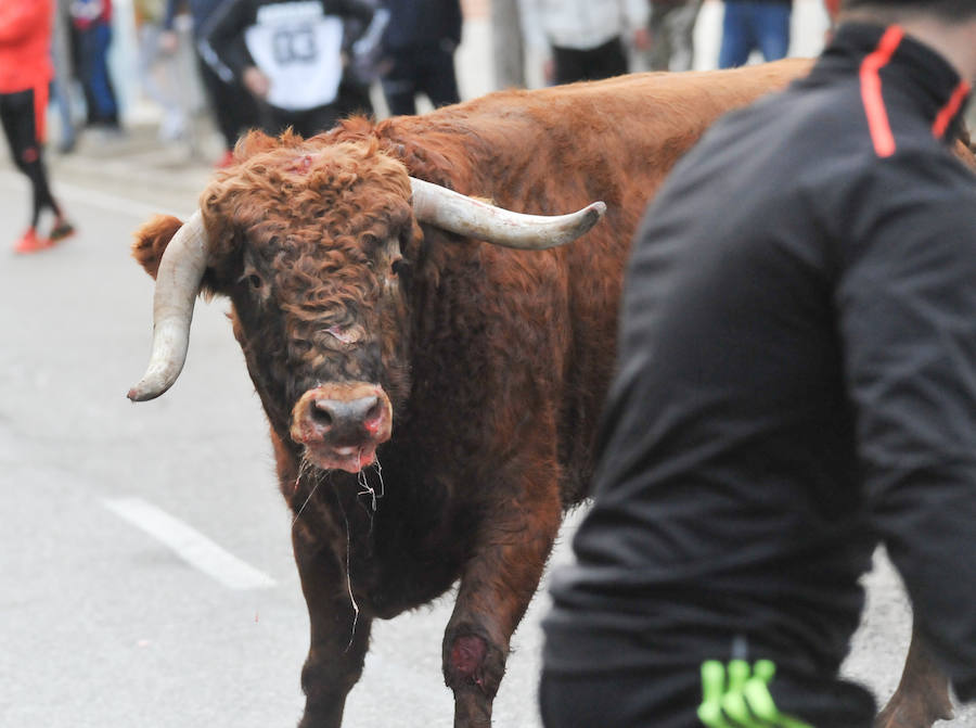 Pollos acoge el último encierro de la temporada en la provincia de Valladolid