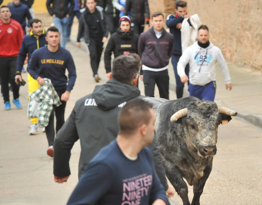 Pollos acoge el último encierro de la temporada en la provincia de Valladolid