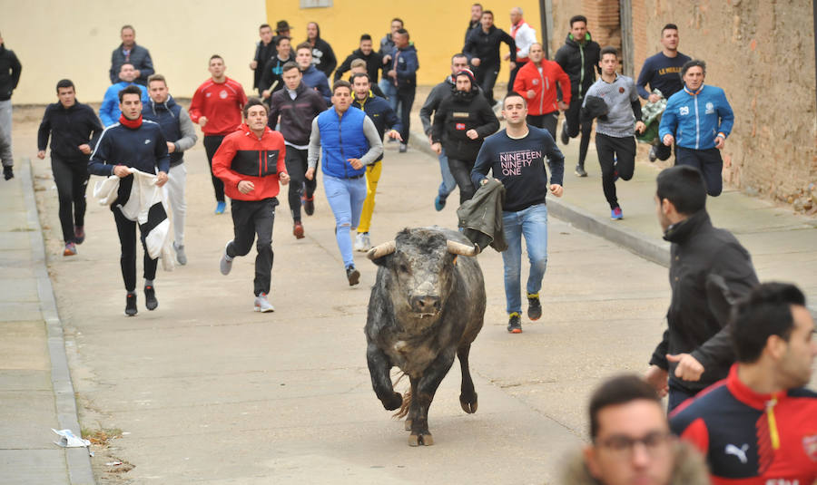 Pollos acoge el último encierro de la temporada en la provincia de Valladolid