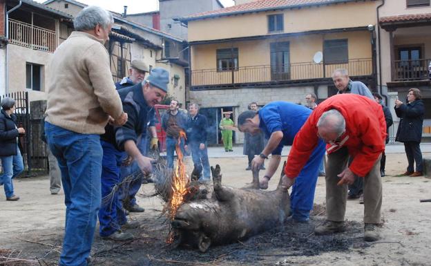 Varios hombres chamuscando el cerdo, un animal de 16,5 arrobas de peso. 