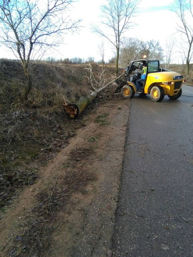 La borrasca ha dejado a su paso por el municipio gran cantidad de árboles caídos y ramas rotas