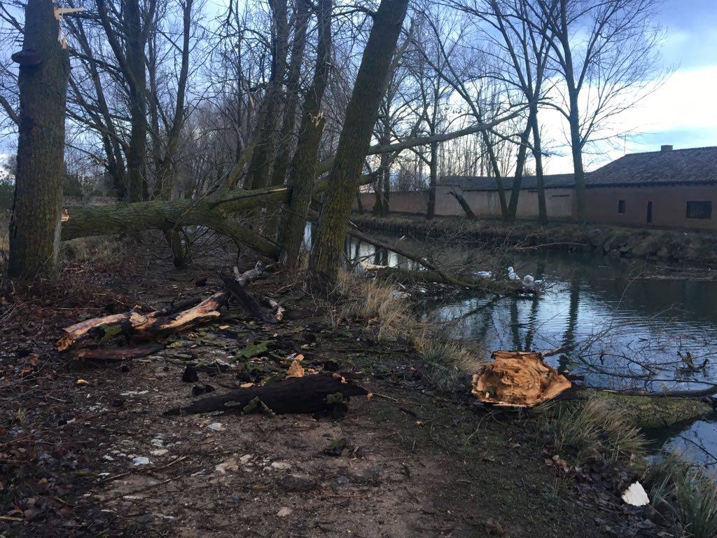La borrasca ha dejado a su paso por el municipio gran cantidad de árboles caídos y ramas rotas