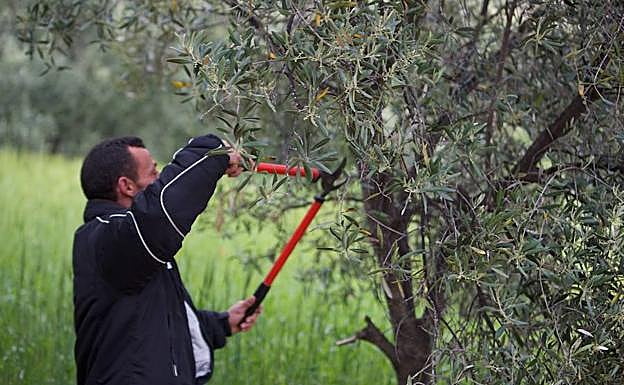 Las subvenciones están destinadas a proyectos en el medio rural. 