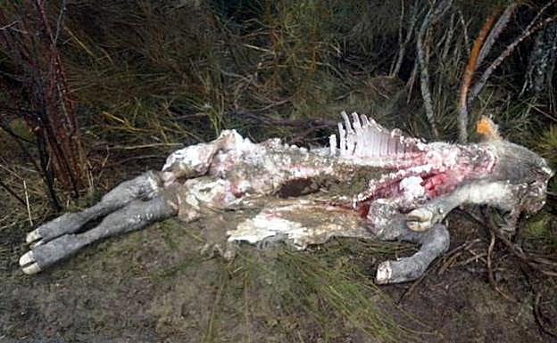 Una explotación ganadera de Ávila sufre el octavo ataque de lobos del año