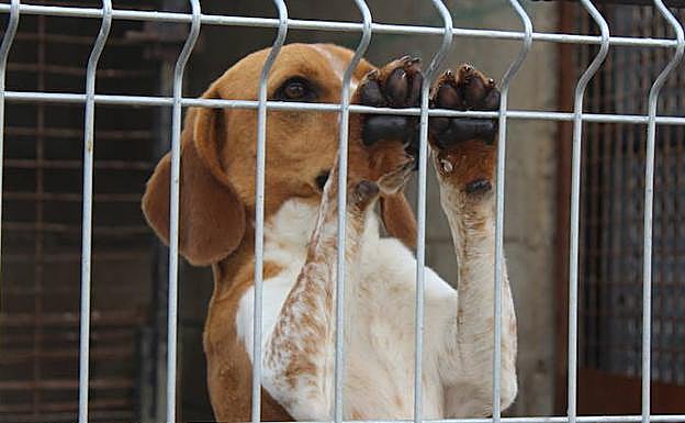 Uno de los animales de la Protectora de Animales. 