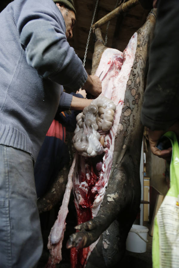 Matanza tradicional en Castromocho