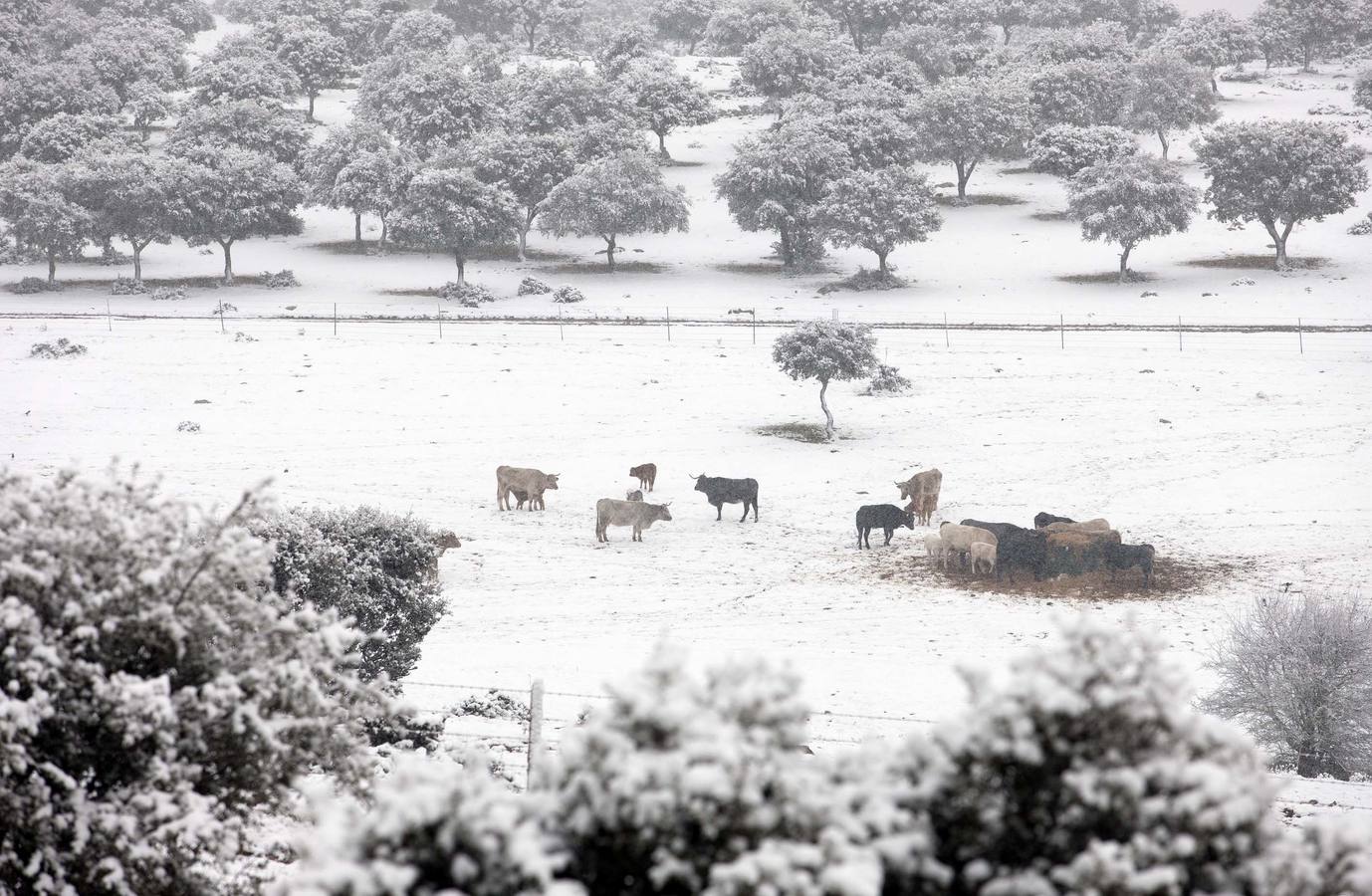 Nieve en la dehesa salmantina.