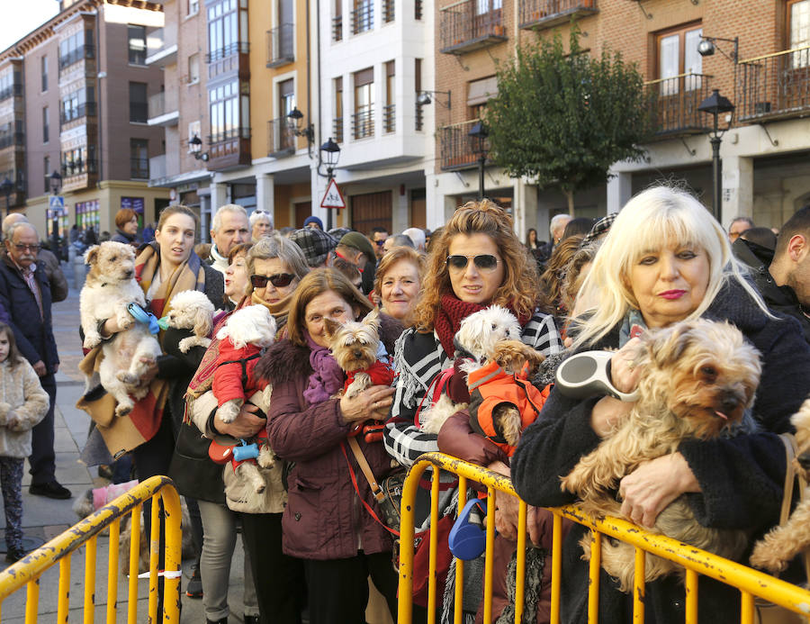 Palencia festeja a San Antón