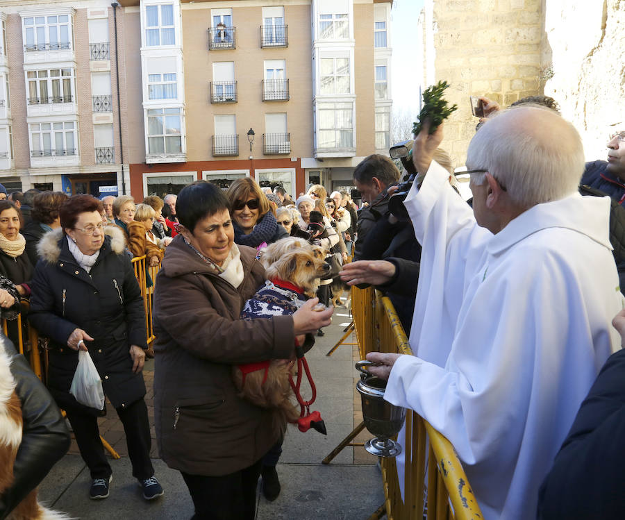 Palencia festeja a San Antón