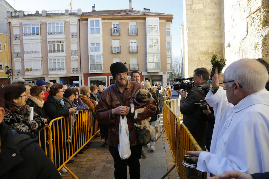 Palencia festeja a San Antón