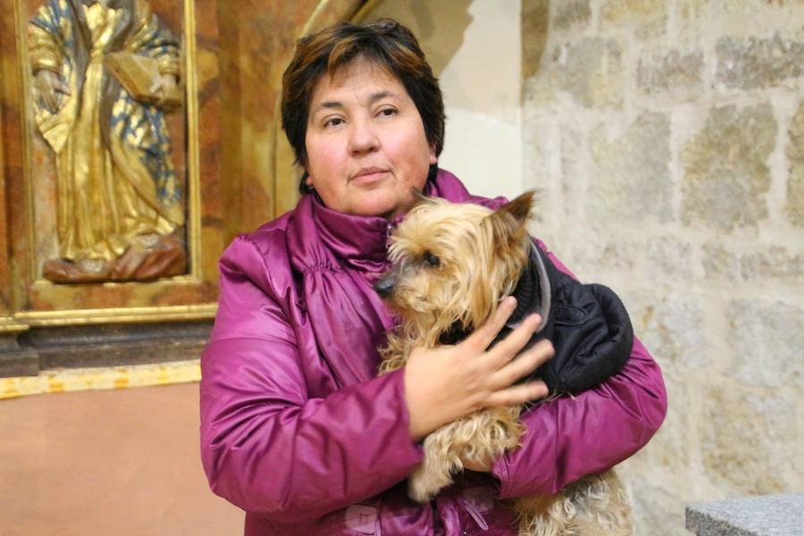 San Antón en Medina de Rioseco.