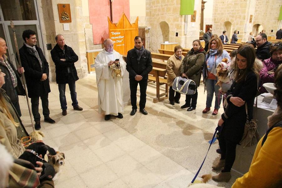 San Antón en Medina de Rioseco.