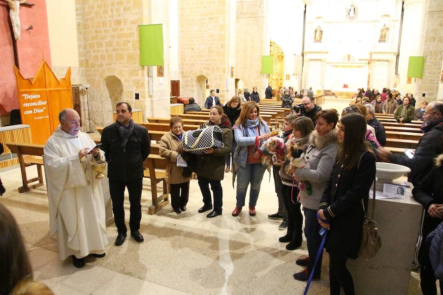 San Antón en Medina de Rioseco.