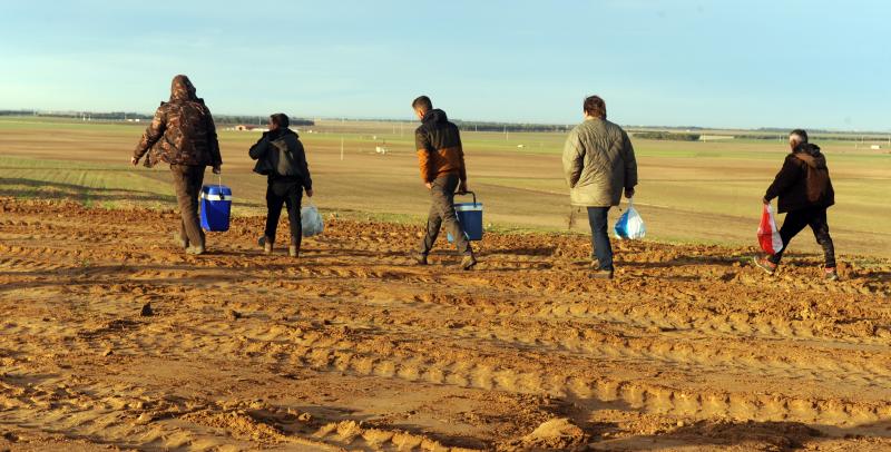 Arranca el campeonato Nacional de Galgos en Madrigal de las Altas Torres