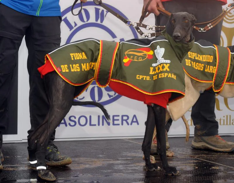 Arranca el campeonato Nacional de Galgos en Madrigal de las Altas Torres