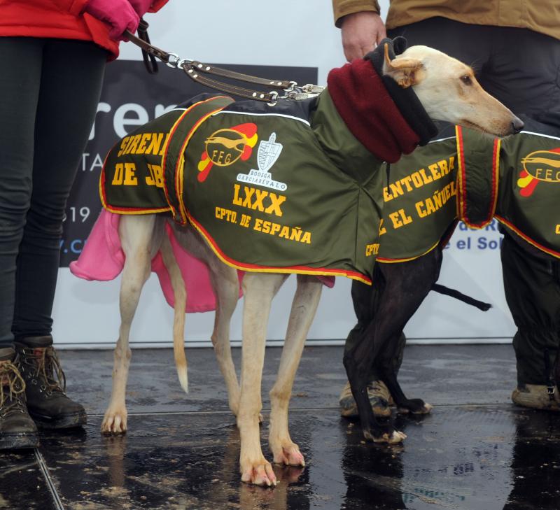 Arranca el campeonato Nacional de Galgos en Madrigal de las Altas Torres