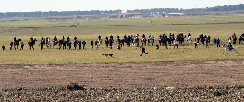 Arranca el campeonato Nacional de Galgos en Madrigal de las Altas Torres