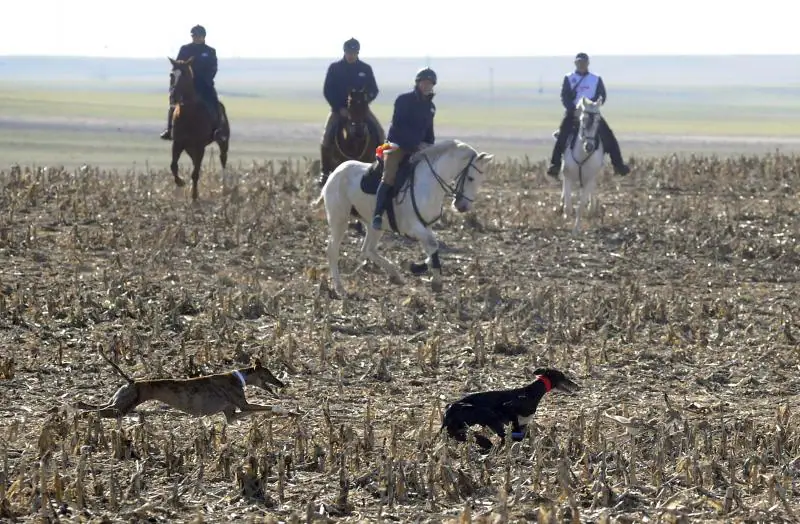 Arranca el campeonato Nacional de Galgos en Madrigal de las Altas Torres