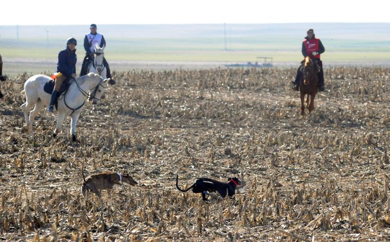 Arranca el campeonato Nacional de Galgos en Madrigal de las Altas Torres