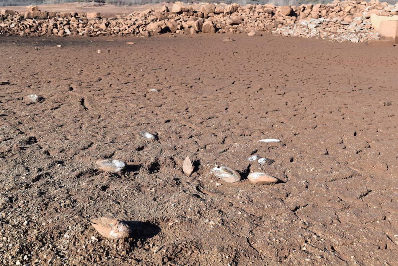 El pantano de Aguilar, un cementerio de almejas de río