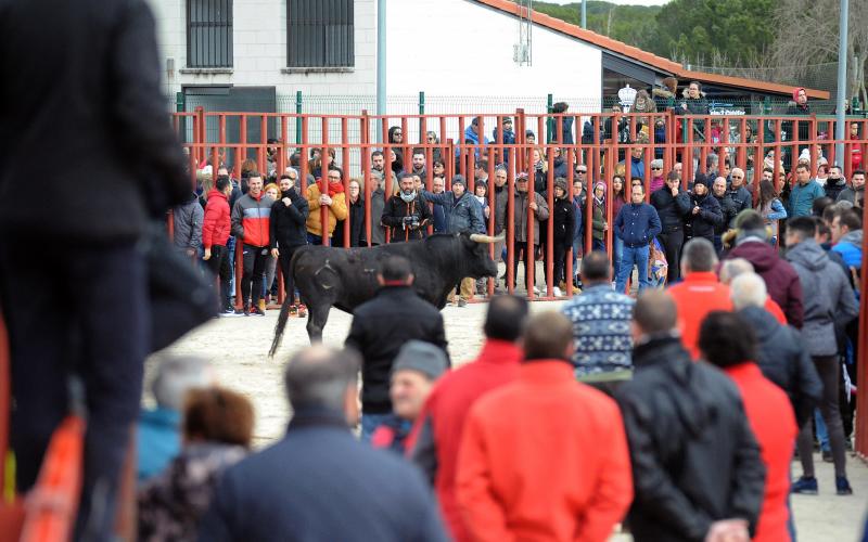 Encierro en Viana de Cega