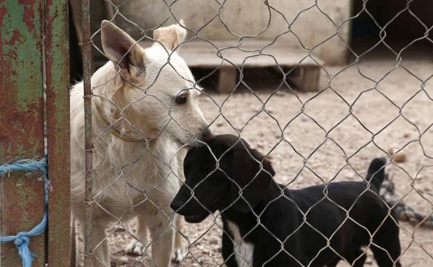 Una pareja de perros en las instalaciones de una protectora.