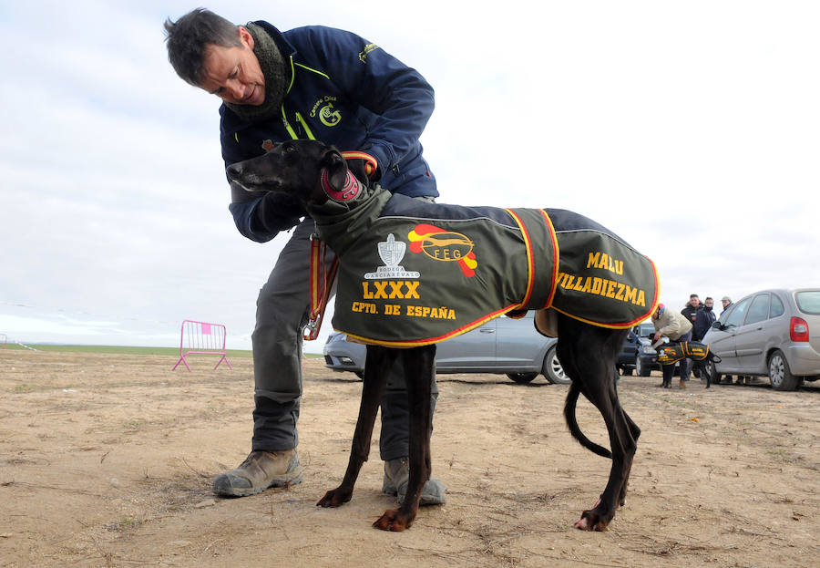 Final del Campeonato de España de Galgos, celebrado en Madrigal de las Altas Torres