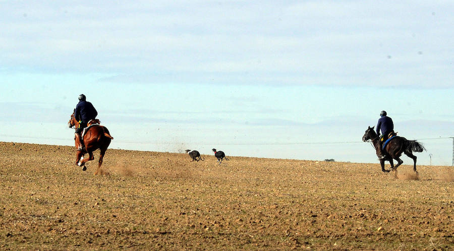Final del Campeonato de España de Galgos, celebrado en Madrigal de las Altas Torres