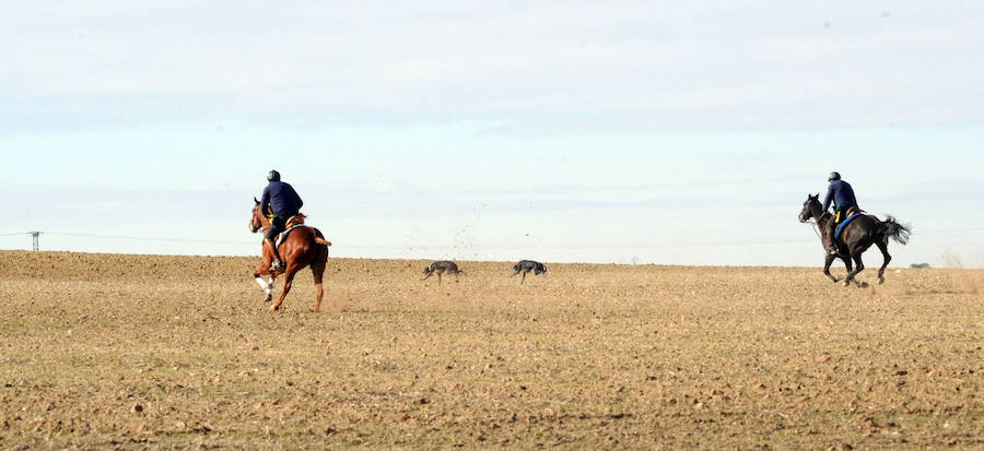 Final del Campeonato de España de Galgos, celebrado en Madrigal de las Altas Torres