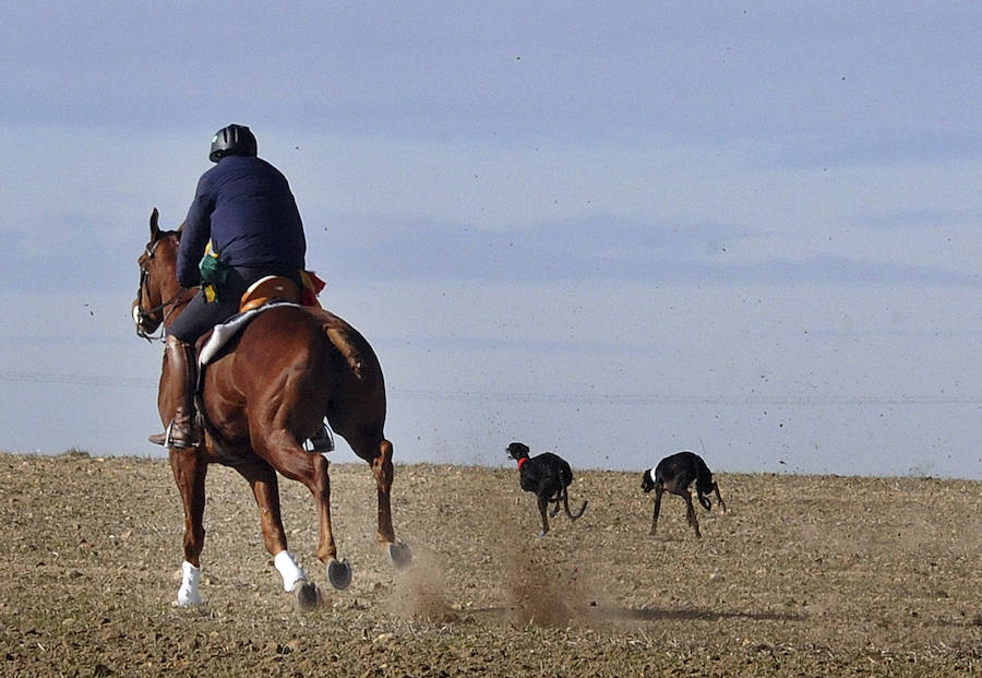 Final del Campeonato de España de Galgos, celebrado en Madrigal de las Altas Torres