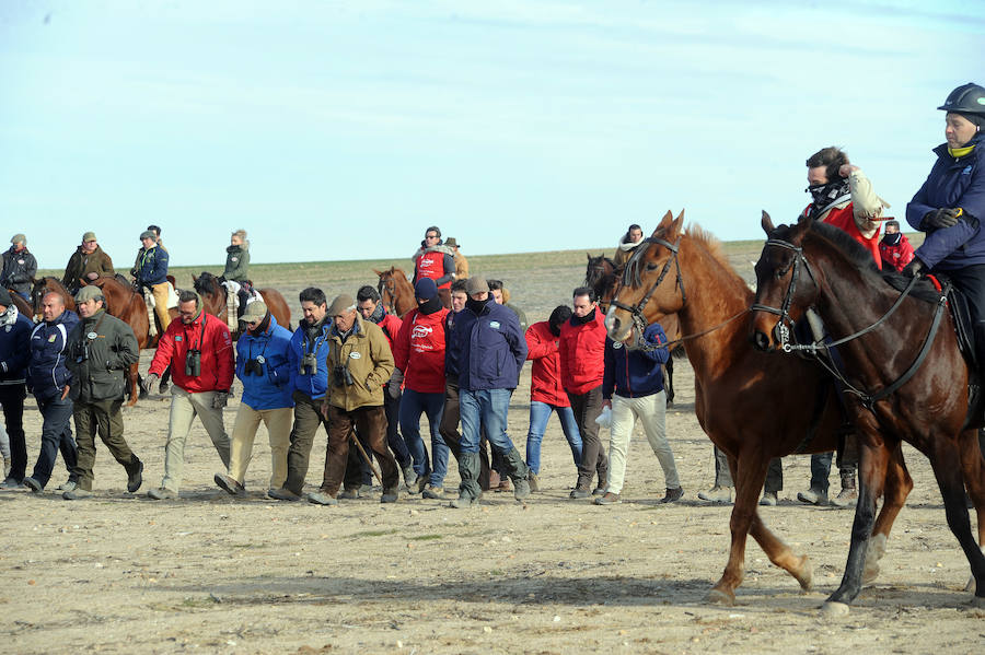 Final del Campeonato de España de Galgos, celebrado en Madrigal de las Altas Torres