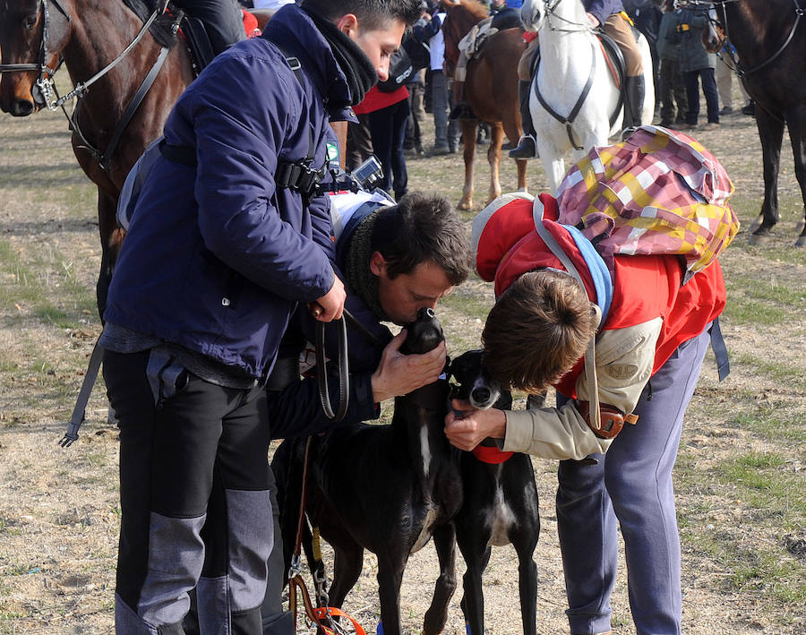 Final del Campeonato de España de Galgos, celebrado en Madrigal de las Altas Torres
