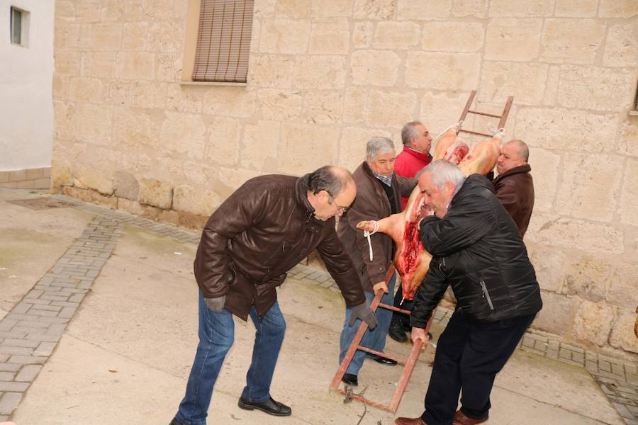 Fiesta de la Matanza en Tariego de Cerrato
