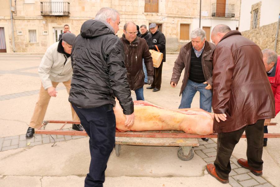 Fiesta de la Matanza en Tariego de Cerrato