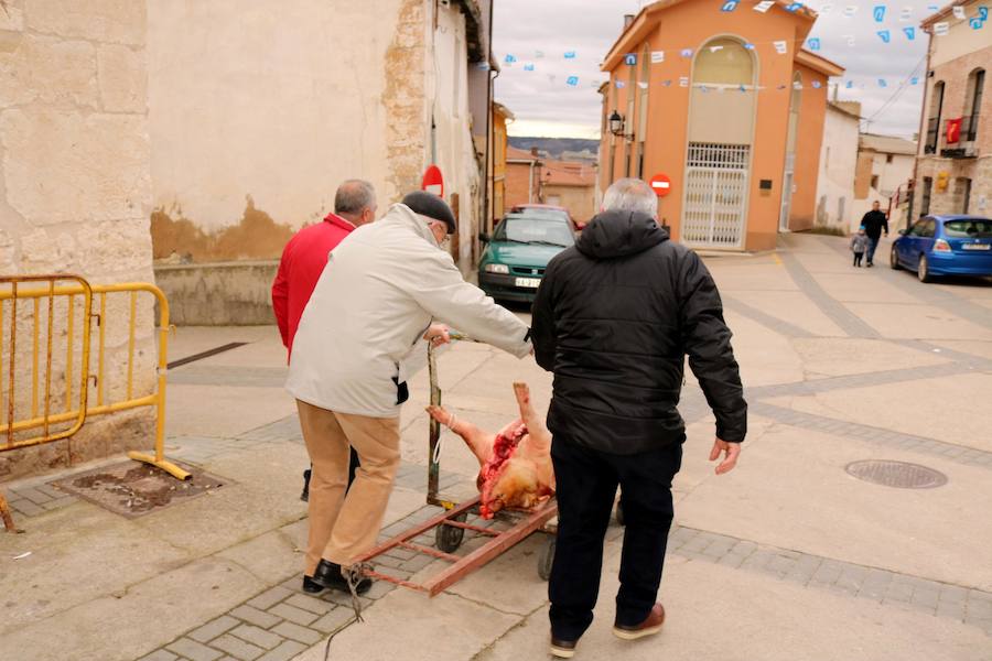 Fiesta de la Matanza en Tariego de Cerrato