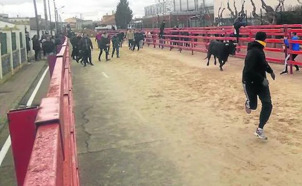 Varios jóvenes corren delante del segundo toro de San Blas, en la última jornada de fiestas invernales.