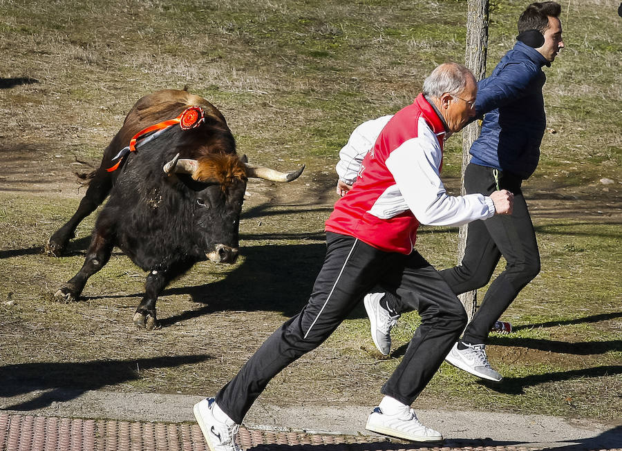 Sábado en el Carnaval del Toro de Ciudad Rodrigo