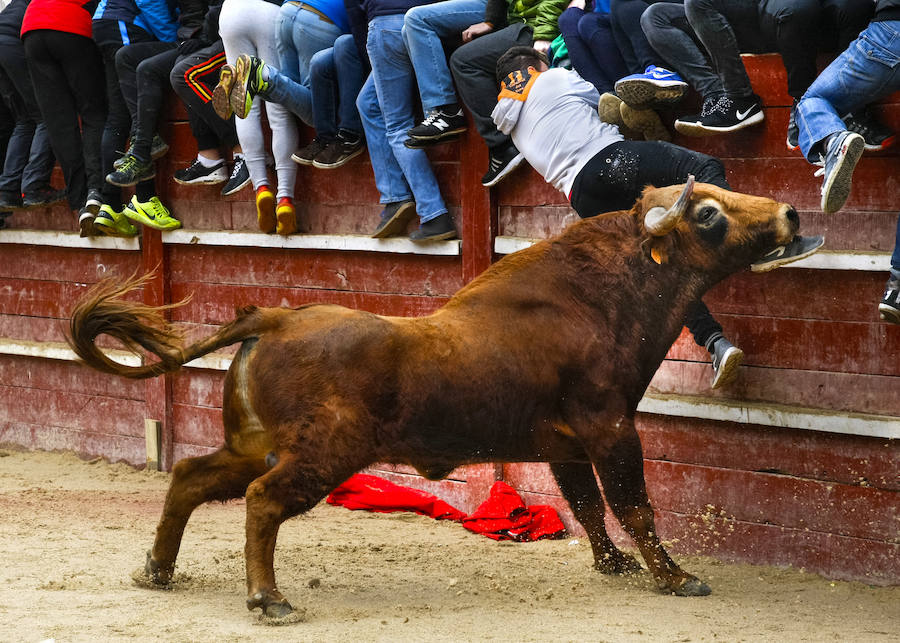 Momento en el que un joven de Soria es corneado por un toro durante la capea. 