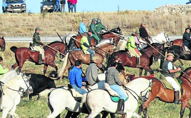 Encierro en Cuéllar. 
