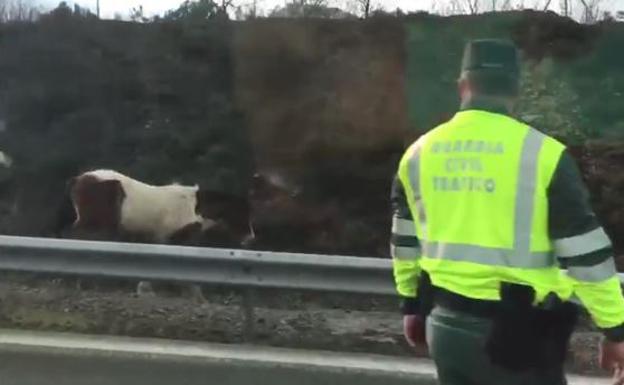La presencia de un caballo en la autopista del Huerna obliga a cortar el tráfico